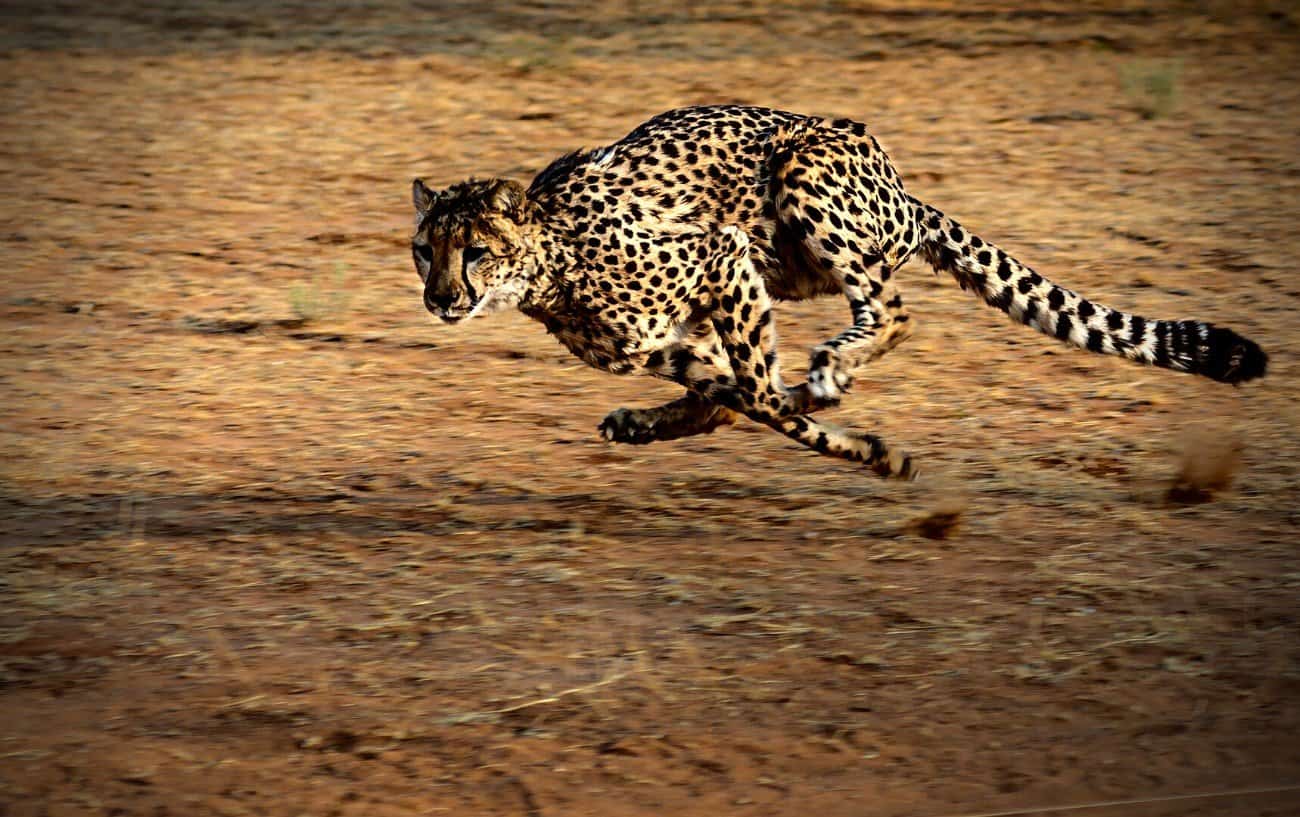 Unbelievable Speeds: How Fast Can a Cheetah Run?