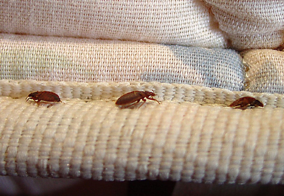 Can Washing Clothes Help Kill Bed Bugs?