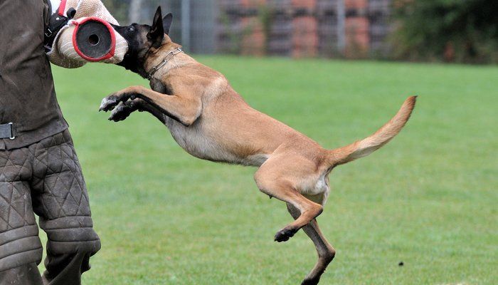 What Is the Best K9 Dog?