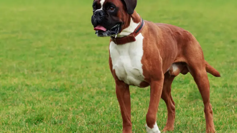 Boxer Police Dogs: Combining Strength and Intelligence in Law Enforcement