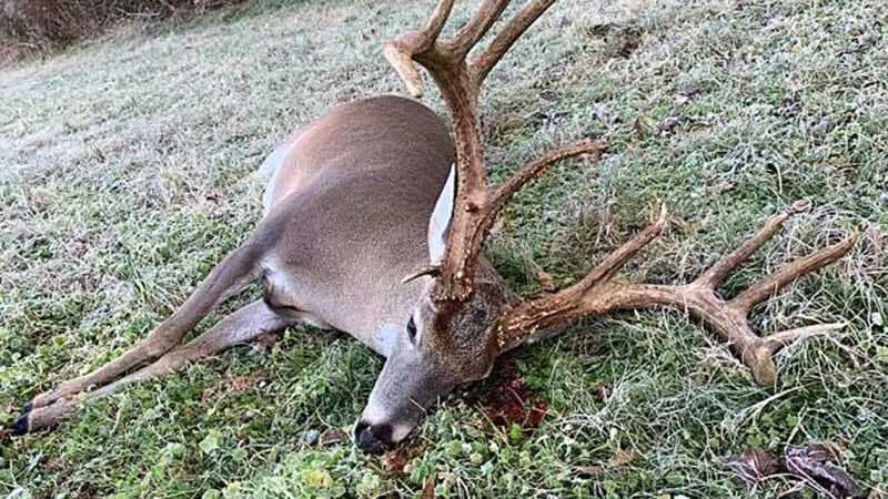 Deer Deaths Last 10 Days: A Closer Look at the Recent Increase in Mortality