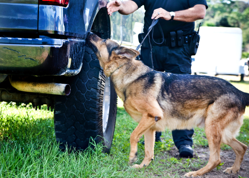 The Role of K9 Police Dogs and the Best Breeds for the Job