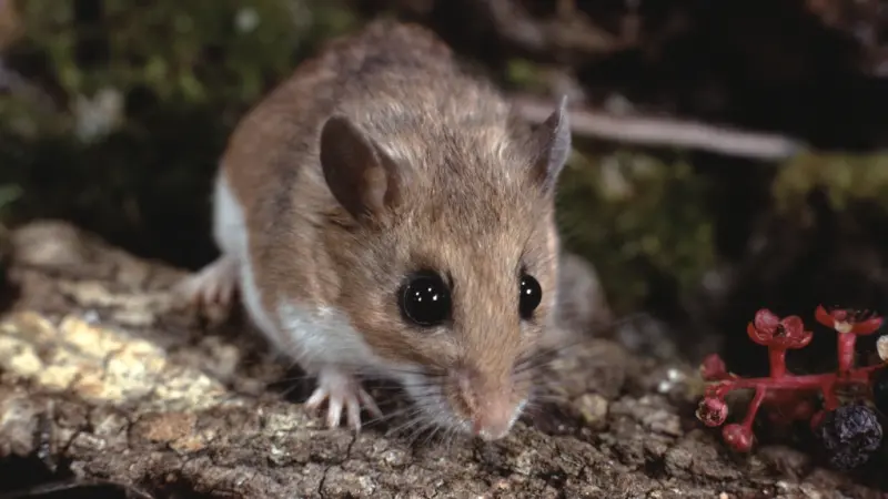 Introduction: North American Deer Mice