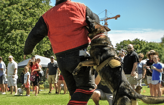 Police Dogs Training: Unleashing the Power of Canine Heroes