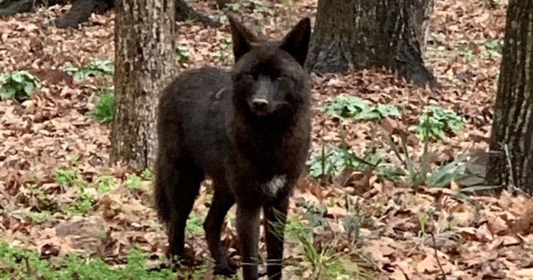 Black Coyote Alabama